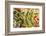 Frost-covered Oregon Grape shrubs in Spring, Mt. Scott, Oregon-Stuart Westmorland-Framed Photographic Print