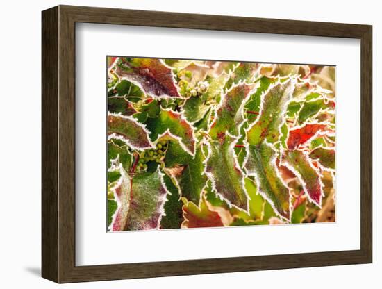 Frost-covered Oregon Grape shrubs in Spring, Mt. Scott, Oregon-Stuart Westmorland-Framed Photographic Print