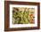 Frost-covered Oregon Grape shrubs in Spring, Mt. Scott, Oregon-Stuart Westmorland-Framed Photographic Print