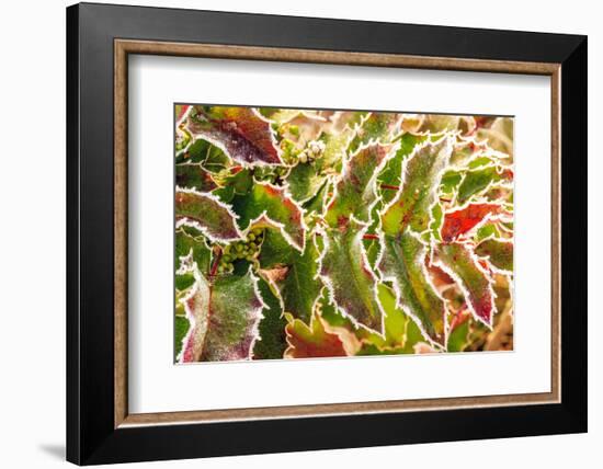 Frost-covered Oregon Grape shrubs in Spring, Mt. Scott, Oregon-Stuart Westmorland-Framed Photographic Print