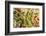 Frost-covered Oregon Grape shrubs in Spring, Mt. Scott, Oregon-Stuart Westmorland-Framed Photographic Print