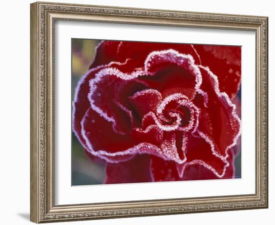 Frost-Covered Rose-Michele Westmorland-Framed Photographic Print