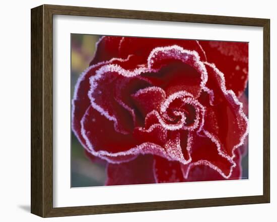 Frost-Covered Rose-Michele Westmorland-Framed Photographic Print