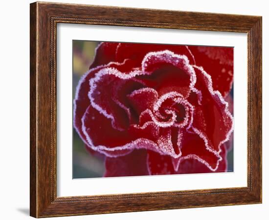 Frost-Covered Rose-Michele Westmorland-Framed Photographic Print