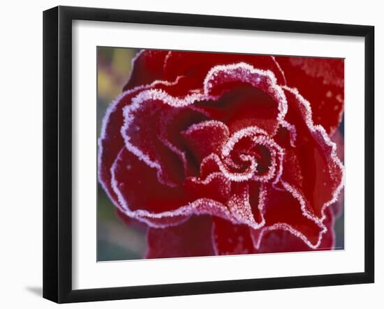 Frost-Covered Rose-Michele Westmorland-Framed Photographic Print