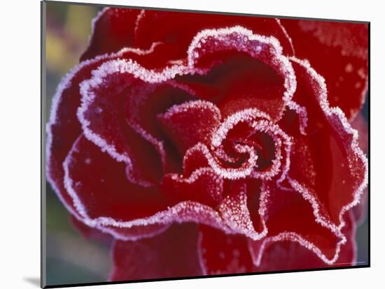 Frost-Covered Rose-Michele Westmorland-Mounted Photographic Print