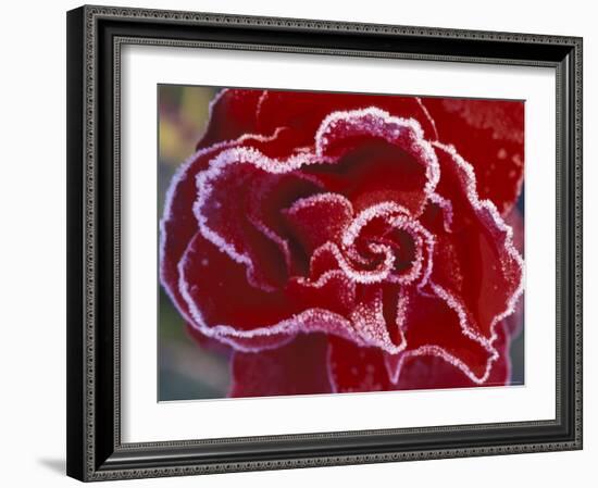 Frost-Covered Rose-Michele Westmorland-Framed Photographic Print