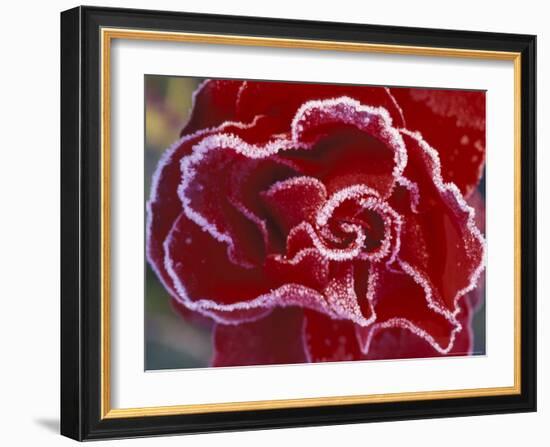 Frost-Covered Rose-Michele Westmorland-Framed Photographic Print