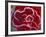 Frost-Covered Rose-Michele Westmorland-Framed Photographic Print