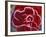 Frost-Covered Rose-Michele Westmorland-Framed Photographic Print