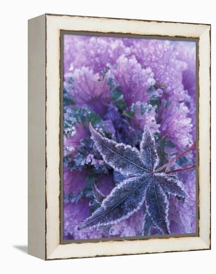 Frost-covered Shrubs and Maple Leaf, Washington, USA-Michele Westmorland-Framed Premier Image Canvas