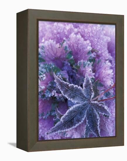 Frost-covered Shrubs and Maple Leaf, Washington, USA-Michele Westmorland-Framed Premier Image Canvas