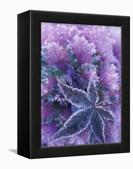 Frost-covered Shrubs and Maple Leaf, Washington, USA-Michele Westmorland-Framed Premier Image Canvas