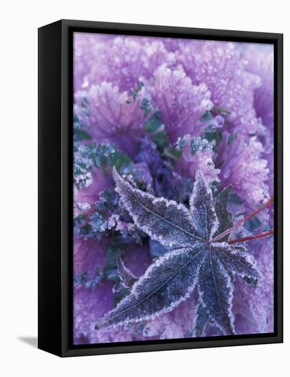 Frost-covered Shrubs and Maple Leaf, Washington, USA-Michele Westmorland-Framed Premier Image Canvas