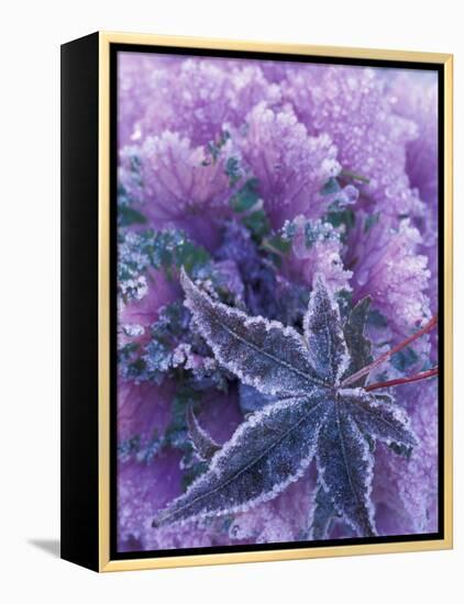 Frost-covered Shrubs and Maple Leaf, Washington, USA-Michele Westmorland-Framed Premier Image Canvas