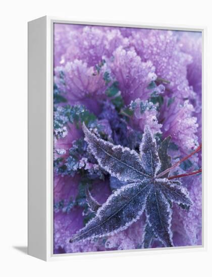 Frost-covered Shrubs and Maple Leaf, Washington, USA-Michele Westmorland-Framed Premier Image Canvas