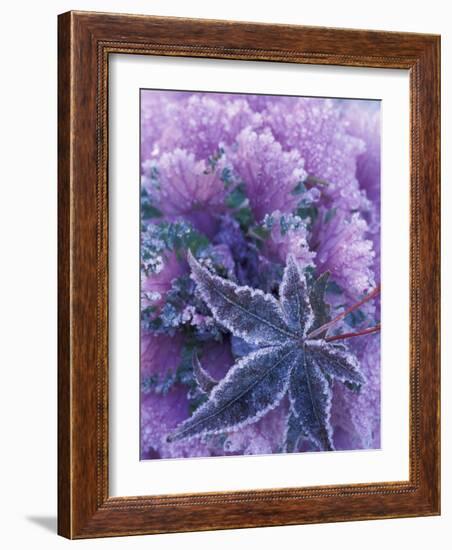 Frost-covered Shrubs and Maple Leaf, Washington, USA-Michele Westmorland-Framed Photographic Print