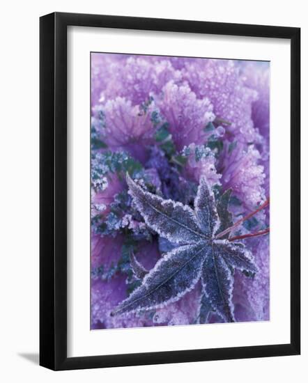 Frost-covered Shrubs and Maple Leaf, Washington, USA-Michele Westmorland-Framed Photographic Print