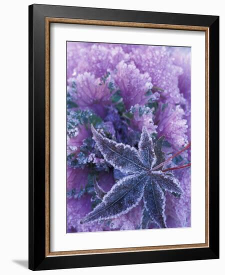 Frost-covered Shrubs and Maple Leaf, Washington, USA-Michele Westmorland-Framed Photographic Print