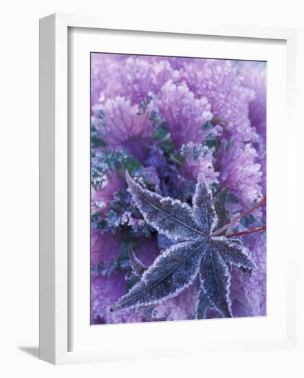 Frost-covered Shrubs and Maple Leaf, Washington, USA-Michele Westmorland-Framed Photographic Print