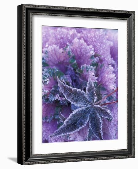 Frost-covered Shrubs and Maple Leaf, Washington, USA-Michele Westmorland-Framed Photographic Print