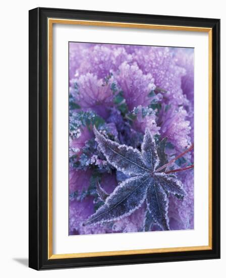 Frost-covered Shrubs and Maple Leaf, Washington, USA-Michele Westmorland-Framed Photographic Print