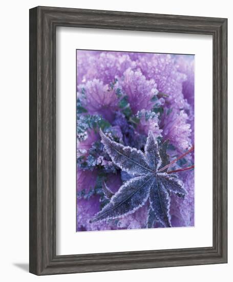 Frost-covered Shrubs and Maple Leaf, Washington, USA-Michele Westmorland-Framed Photographic Print