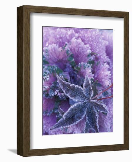 Frost-covered Shrubs and Maple Leaf, Washington, USA-Michele Westmorland-Framed Photographic Print