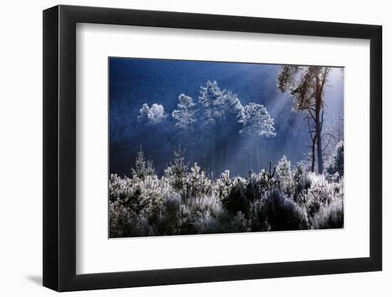 Frost covered trees in the forest in the commune of Baerenthal, in the Moselle region, France, Euro-Andrew Sproule-Framed Photographic Print