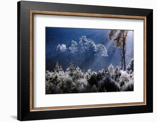 Frost covered trees in the forest in the commune of Baerenthal, in the Moselle region, France, Euro-Andrew Sproule-Framed Photographic Print