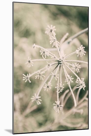 Frost Design Abstract, Warm Mid Winter Yosemite National Park-Vincent James-Mounted Photographic Print