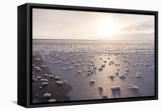 Frost Flowers Formed on Thin Sea Ice When the Atmosphere Is Much Colder Than the Underlying Ice-Louise Murray-Framed Premier Image Canvas