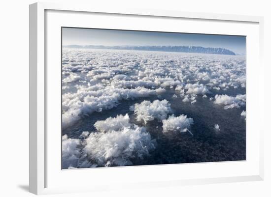 Frost Flowers Formed on Thin Sea Ice When the Atmosphere Is Much Colder Than the Underlying Ice-Louise Murray-Framed Photographic Print