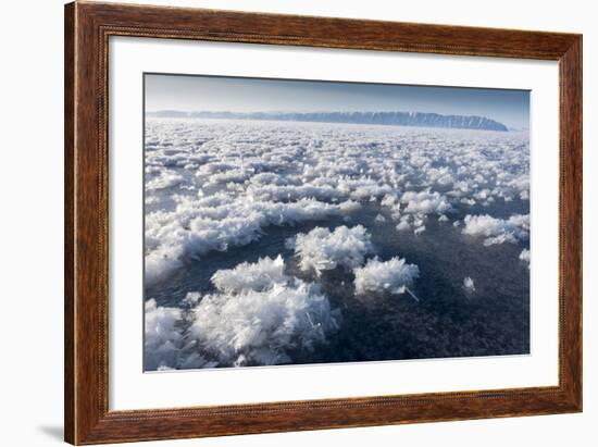 Frost Flowers Formed on Thin Sea Ice When the Atmosphere Is Much Colder Than the Underlying Ice-Louise Murray-Framed Photographic Print