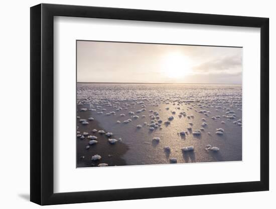 Frost Flowers Formed on Thin Sea Ice When the Atmosphere Is Much Colder Than the Underlying Ice-Louise Murray-Framed Photographic Print