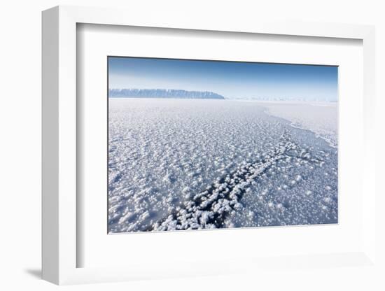 Frost Flowers Formed on Thin Sea Ice When the Atmosphere Is Much Colder Than the Underlying Ice-Louise Murray-Framed Photographic Print