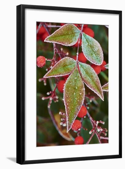 Frost; Leaves-Gary Carter-Framed Photographic Print