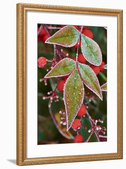 Frost; Leaves-Gary Carter-Framed Photographic Print