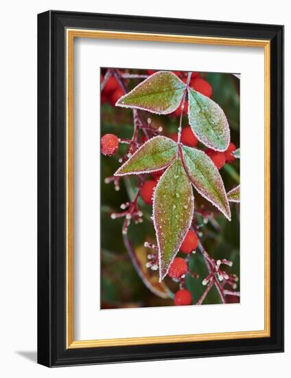 Frost; Leaves-Gary Carter-Framed Photographic Print