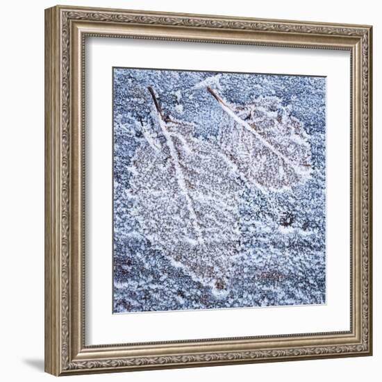 Frost on Alder 4-Don Paulson-Framed Giclee Print