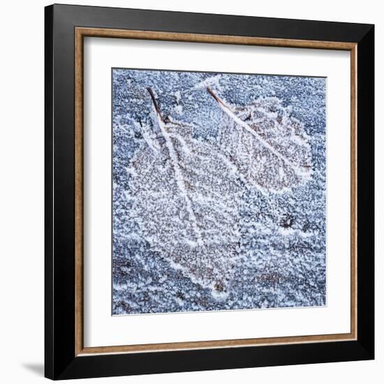 Frost on Alder 4-Don Paulson-Framed Giclee Print