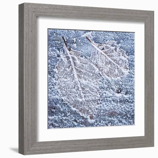 Frost on Alder 4-Don Paulson-Framed Giclee Print