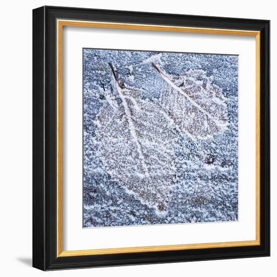 Frost on Alder 4-Don Paulson-Framed Giclee Print