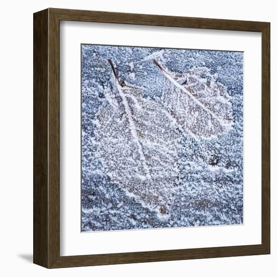 Frost on Alder 4-Don Paulson-Framed Giclee Print