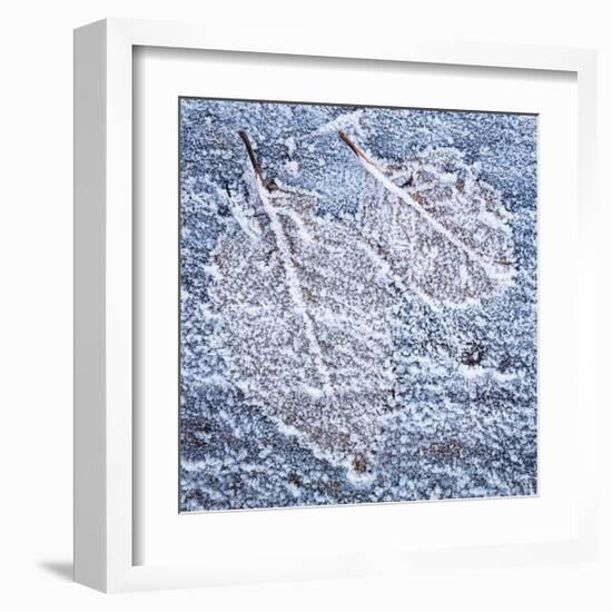 Frost on Alder 4-Don Paulson-Framed Giclee Print