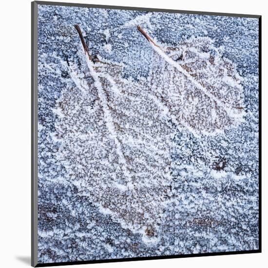Frost on Alder 4-Don Paulson-Mounted Giclee Print