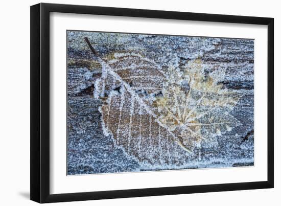 Frost on Alder Leaves 1-Don Paulson-Framed Giclee Print