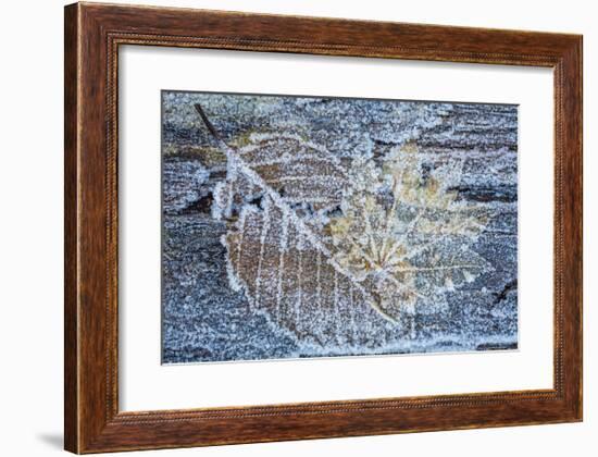 Frost on Alder Leaves 1-Don Paulson-Framed Giclee Print