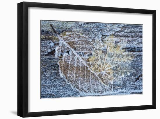Frost on Alder Leaves 1-Don Paulson-Framed Giclee Print