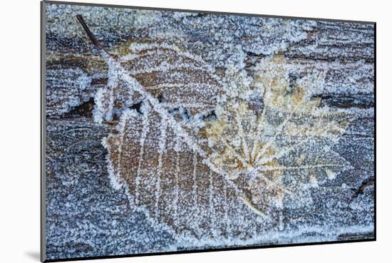 Frost on Alder Leaves 1-Don Paulson-Mounted Giclee Print